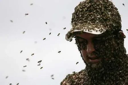 Essain d'abeilles - &#11568;&#11571;&#11631;&#11597;&#11593;&#11580; - agwlif.jpg