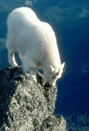 chèvre des montagnes rocheuses &#11612;&#11568;&#11606;&#11568;&#11577;&#11612; &#11593;&#11591;.jpg
