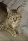 chat.jpg
