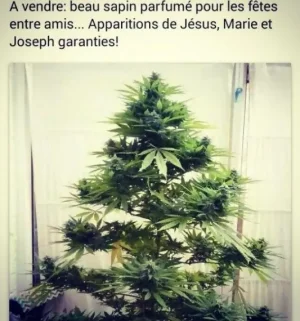 Mon_beau_Sapin_roi_des_foret-675ef.jpg
