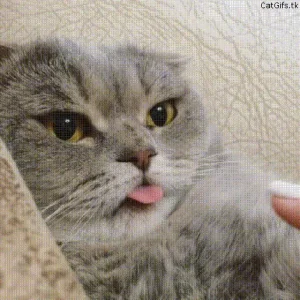 Gif4.gif
