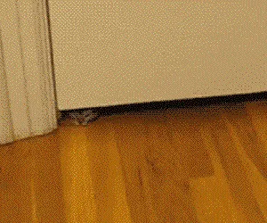 gif.petit_.chat_.minion-7.gif