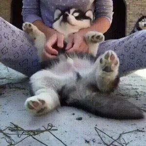 chiot-caresses-sur-le-ventre.gif
