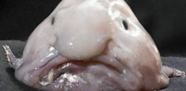 blobfish.jpg