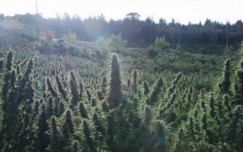 Cannabis-cultivation-640x400.jpg