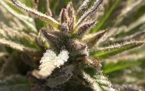 Cannabis-bud-closeup-e1550492321444-1024x640.jpg