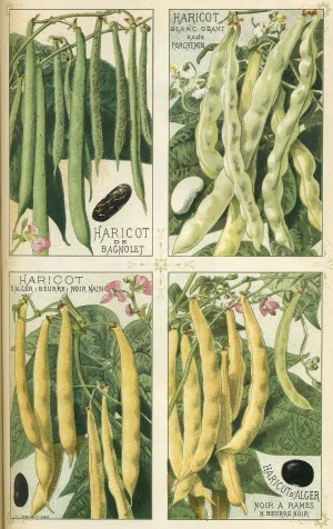 Haricots_-_Plantes_potagères_Vilmorin-Andrieux_et_Cie.jpg