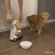 1613084914354.gif