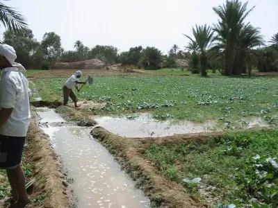 cultures2.width-800.jpg