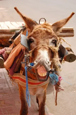 donkey-3981215_960_720.jpg