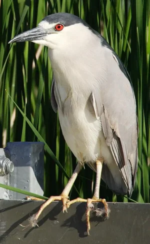 Héron de nuit - &#11593;&#11604;&#11581; &#11599; &#11593;&#11577;  - irk n iD.jpg