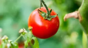 tomate.jpg