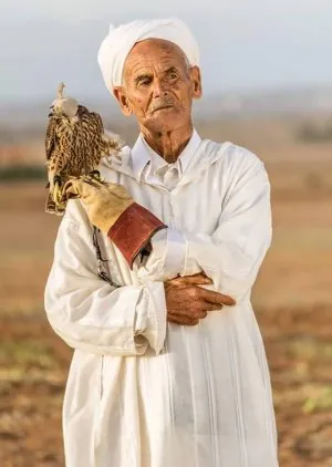 Fauconnerie-el-jadida-Fauconnerie-el-jadida-salon-de-cheval-el-jadida-etalon-pur-sang-barbe ar...jpg