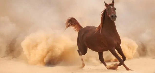 historique-cheval-maroc.jpg historique-cheval-maroc.jpg