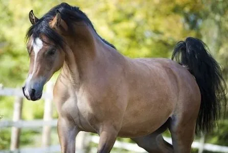 le-pur-sang-arabe-cheval.jpg