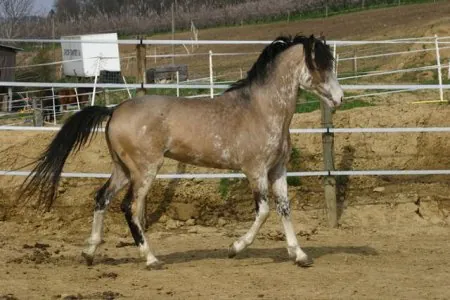 le-barbre-cheval-el-jadida.jpg