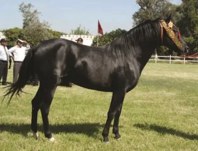arabe-barbre-cheval.jpg