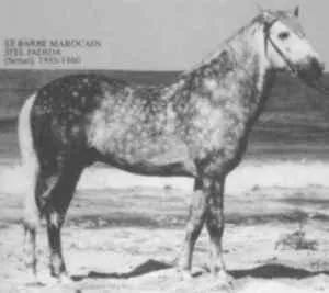 el_jajida barbe marocain.jpg