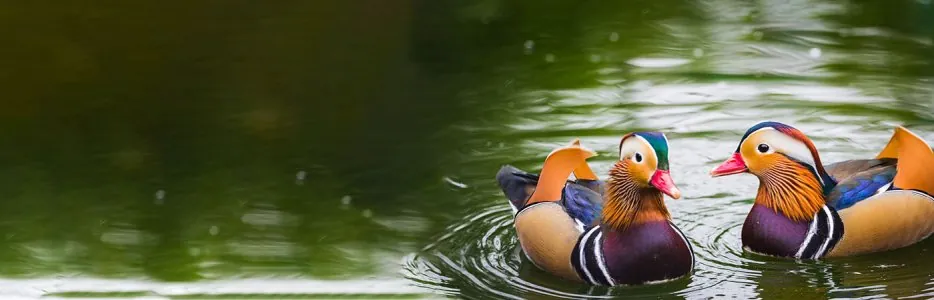 slider-watervogel-1.jpg