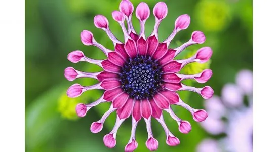 Osteospermum.jpg