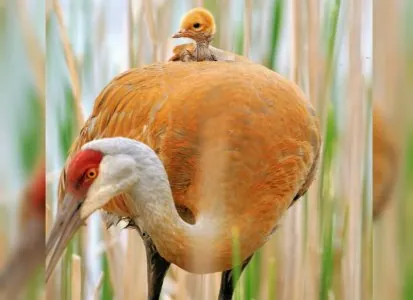 animal-parent-22.jpeg