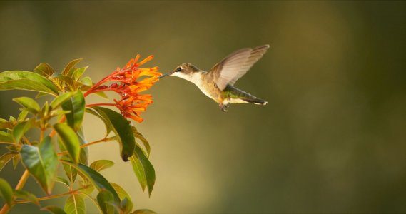 Super-Hummingbirds-2-1280x675.jpg