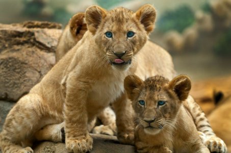 Lion-Baby-Cute.jpg