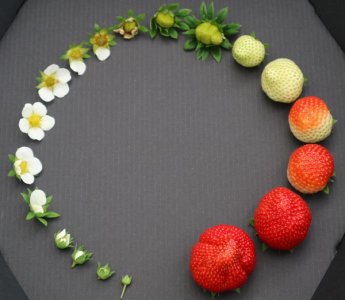 Life Cycle of Strawberry Credits HortiDaily.jpg