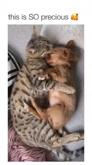 cute-5s8rNHG.jpg