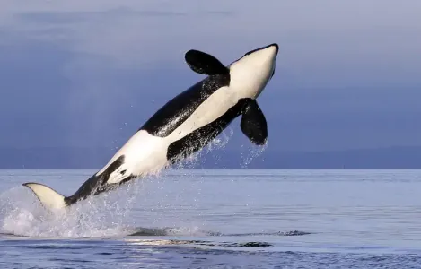 1623601087114.png