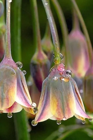 44fb64b0ae5eb33745b710c469ae4521--pretty-flowers-flower-power.jpg