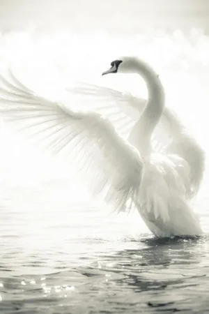 b9f8d4bcb08a1e6c8814bfdb2e0fddd1--pure-white-black-white.jpg
