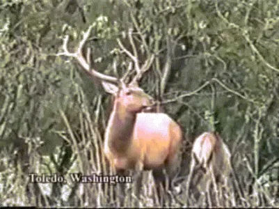 sDK9NrI6iZr2w.gif