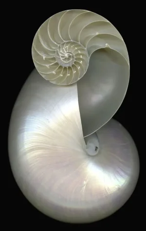 1623954159515.png