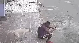 chien pipi.gif