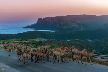 Oman2.jpg
