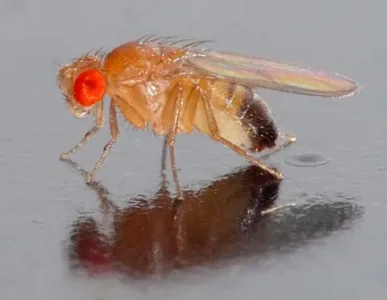 Drosophila_mouche du vinaigre - tizit uma&#611;us - &#11612;&#11593;&#11619;&#11593;&#11612; &#1.jpg