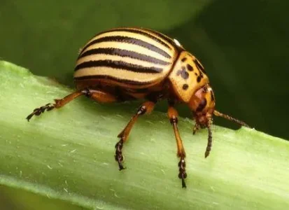 Igelzizn n bata - Doriphore - &#11593;&#11571;&#11597;&#11571;&#11593;&#11619;&#11599; &#11599; .jpg