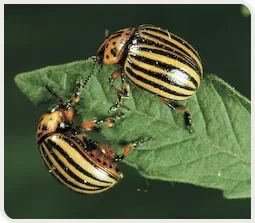 doryphores-pomme-de-terre-adulte1.jpg
