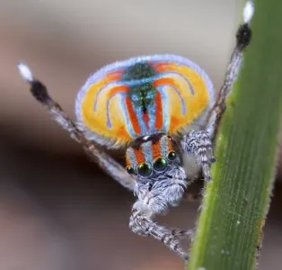 MalePeacockSpider.jpg