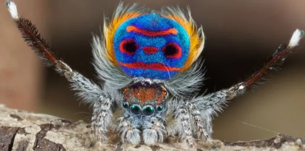 cover-r4x3w1000-57df47688201e-marathus-speciosus.jpg