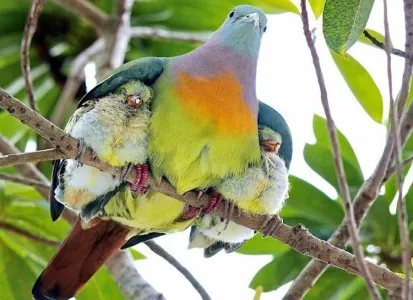 animal-parent-2.jpeg