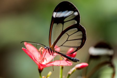 butterfly-1353979_1280.jpg