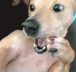 1626714056821.gif