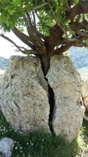 1626730985663.png
