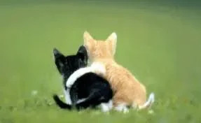 1626770376767.png