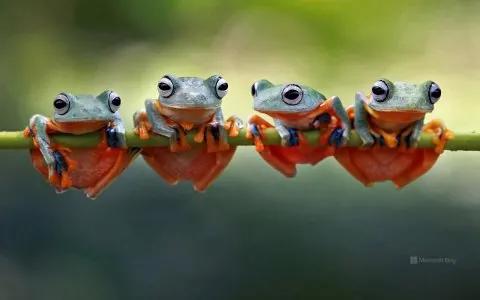grenouilles-arboricoles-de-java.jpg