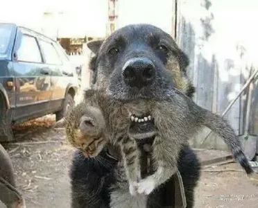 chiensauveurchaton.jpg