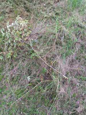 20210727_192551.jpg