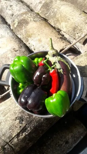 culture toiture tomate et piments ratatouille .jpeg